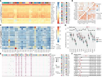 Construction of disulfidptosis-based immune response prediction model with artificial intelligence and validation of the pivotal grouping oncogene c-MET in regulating T cell exhaustion